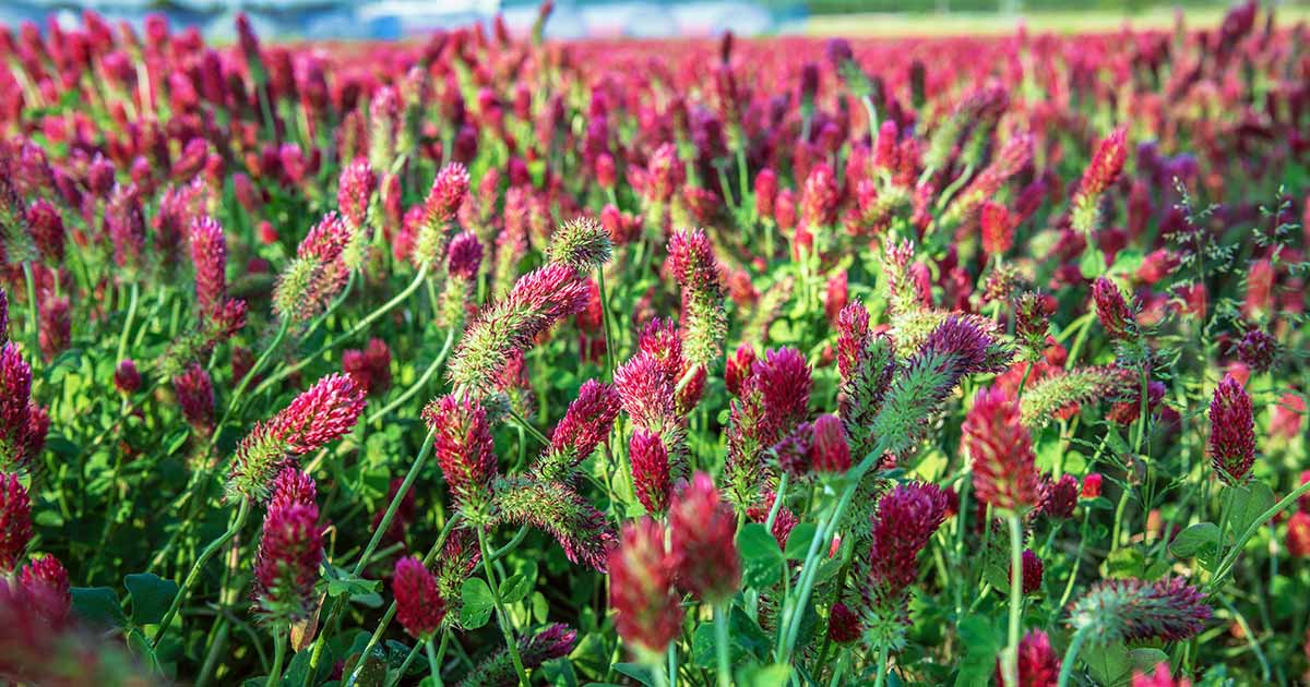 Learn How to Use Cover Crops in the Garden