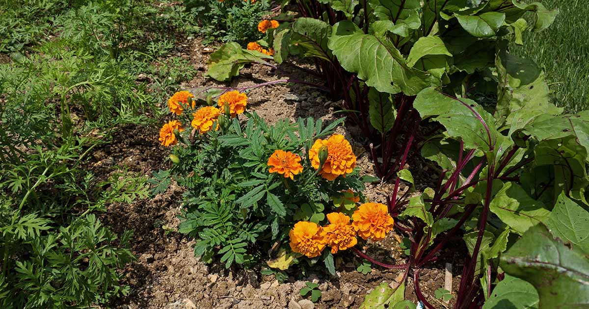 The Benefits of Companion Planting