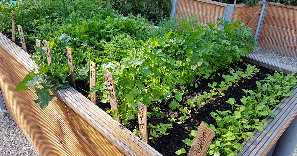 9 Benefits of Raised Bed Gardening