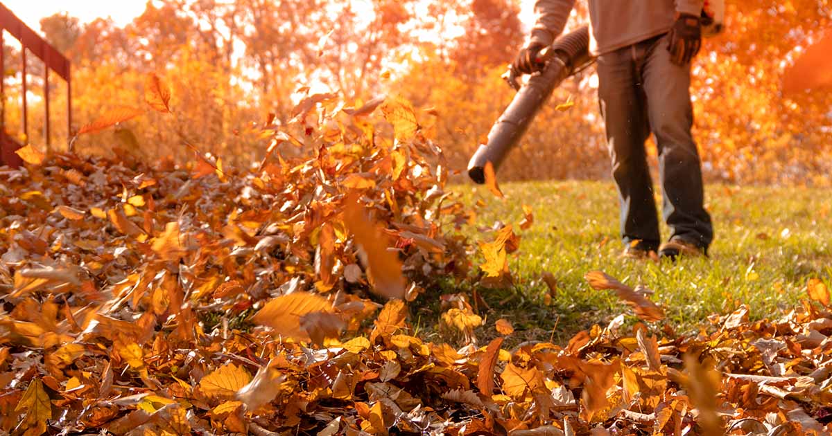 9 of the Best Leaf Blowers in 2024