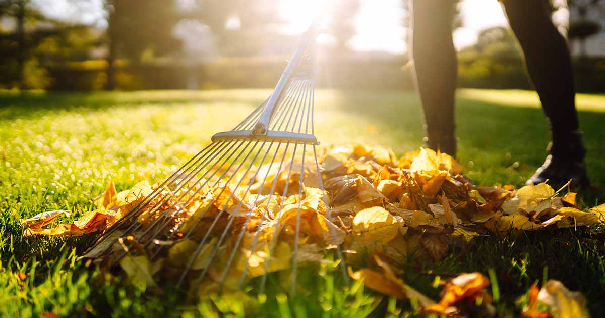 7 of the Best Leaf Rakes for 2024