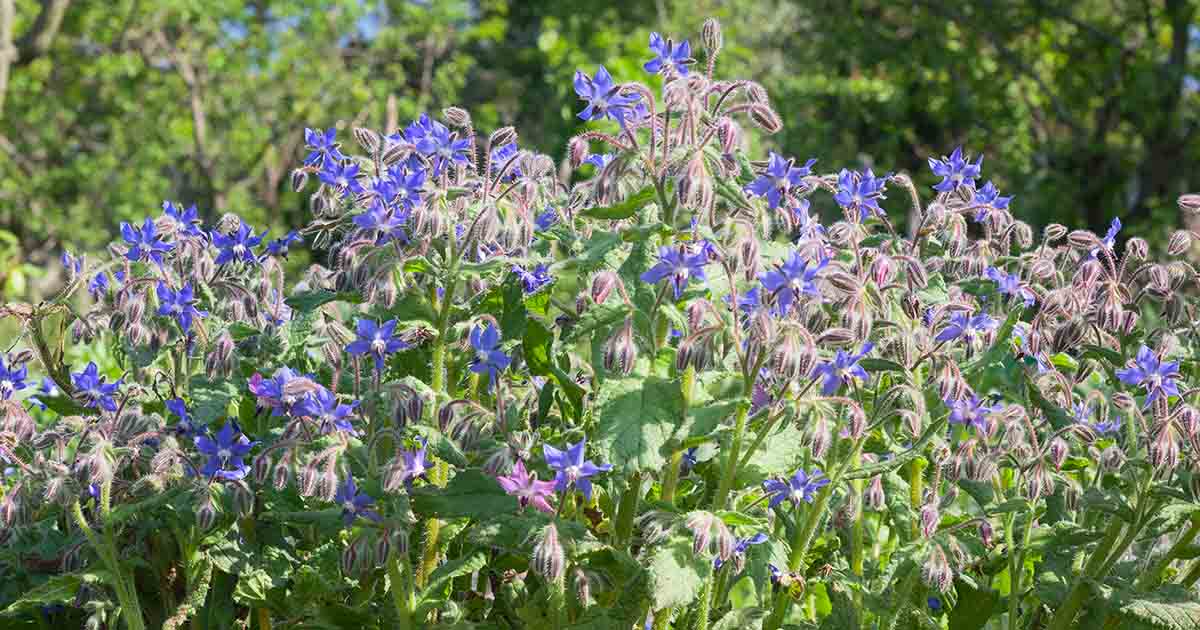 How to Use Borage as a Cover Crop