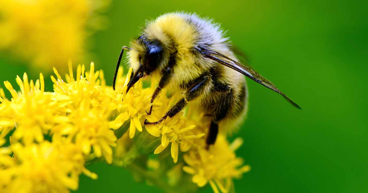 The Buzz About Bees – 19 Ways to Help Bees in Your Backyard