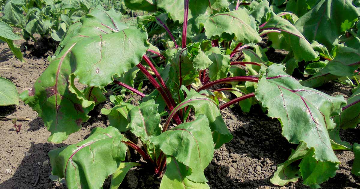 How to Identify and Control Common Beet Pests