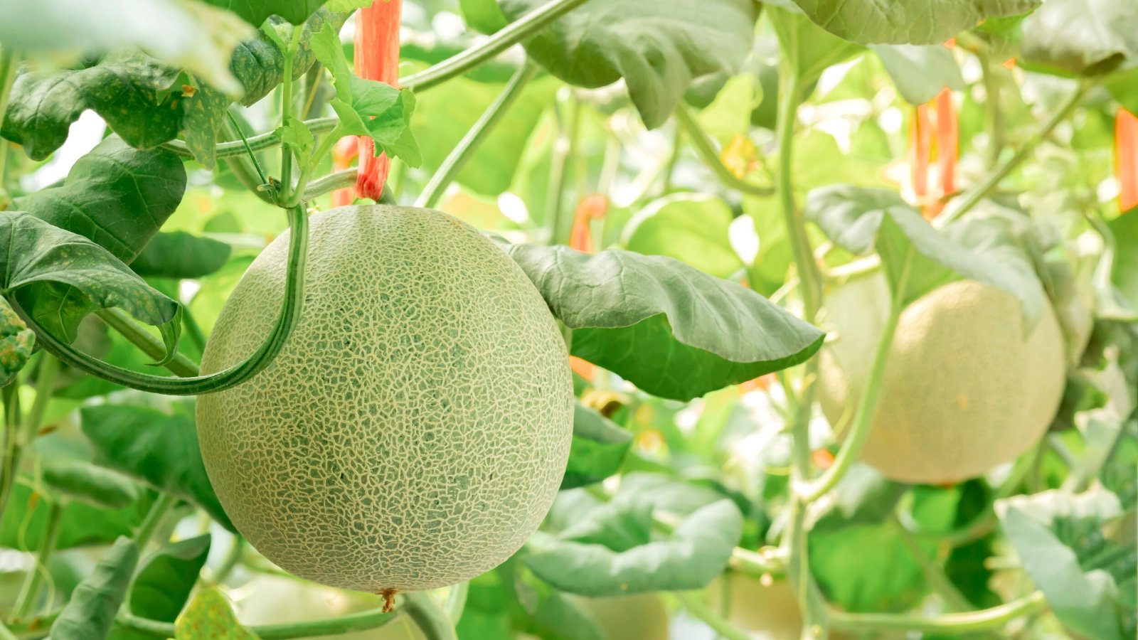 17 Companion Plants to Grow With Cantaloupe