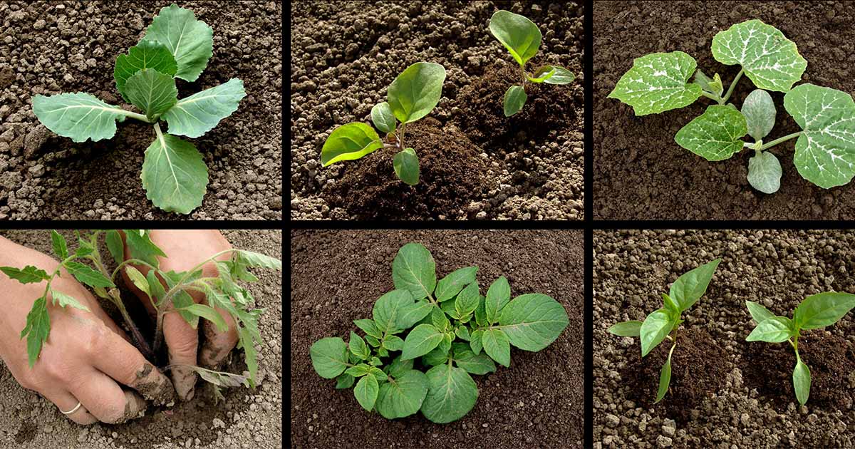 How to Plant Your First Vegetable Garden