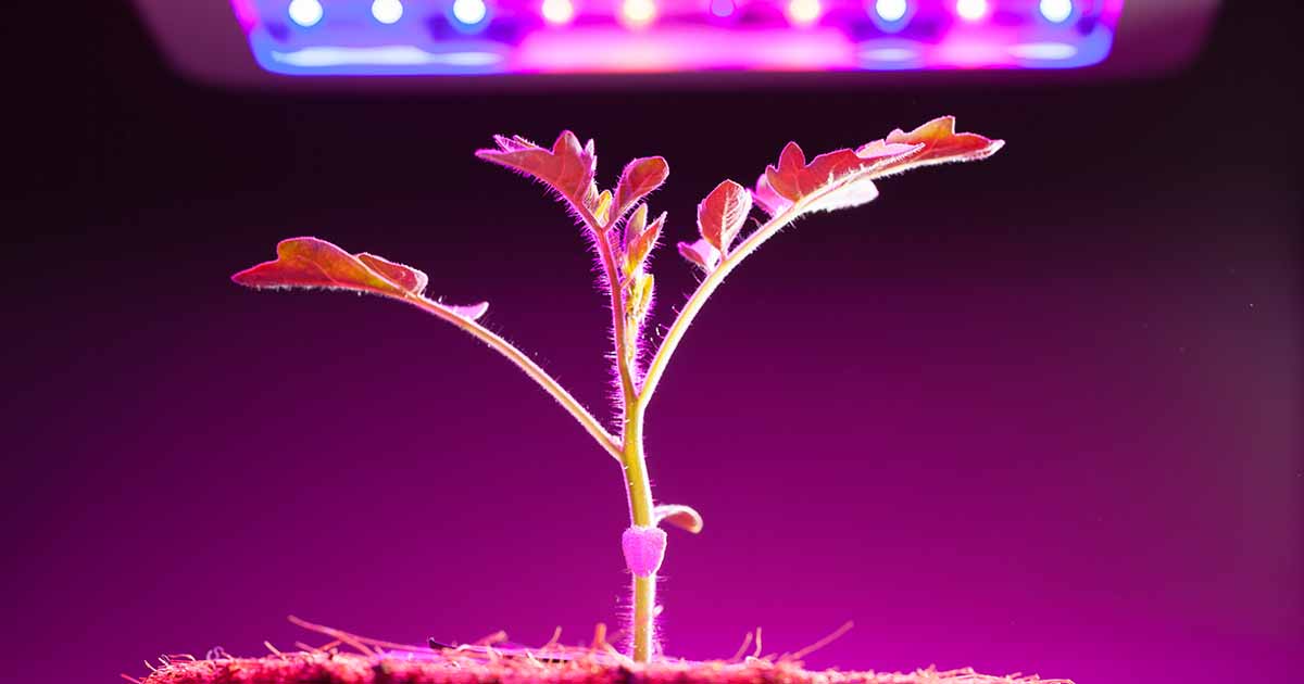 13 of the Best Grow Lights for Indoor Gardens