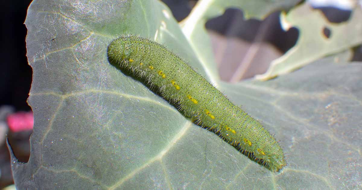 How to Control Cabbage Worms on Brassicas and Cole Crops