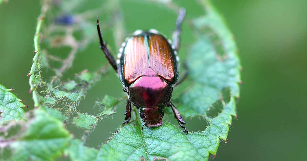 How to Identify and Control Japanese Beetles