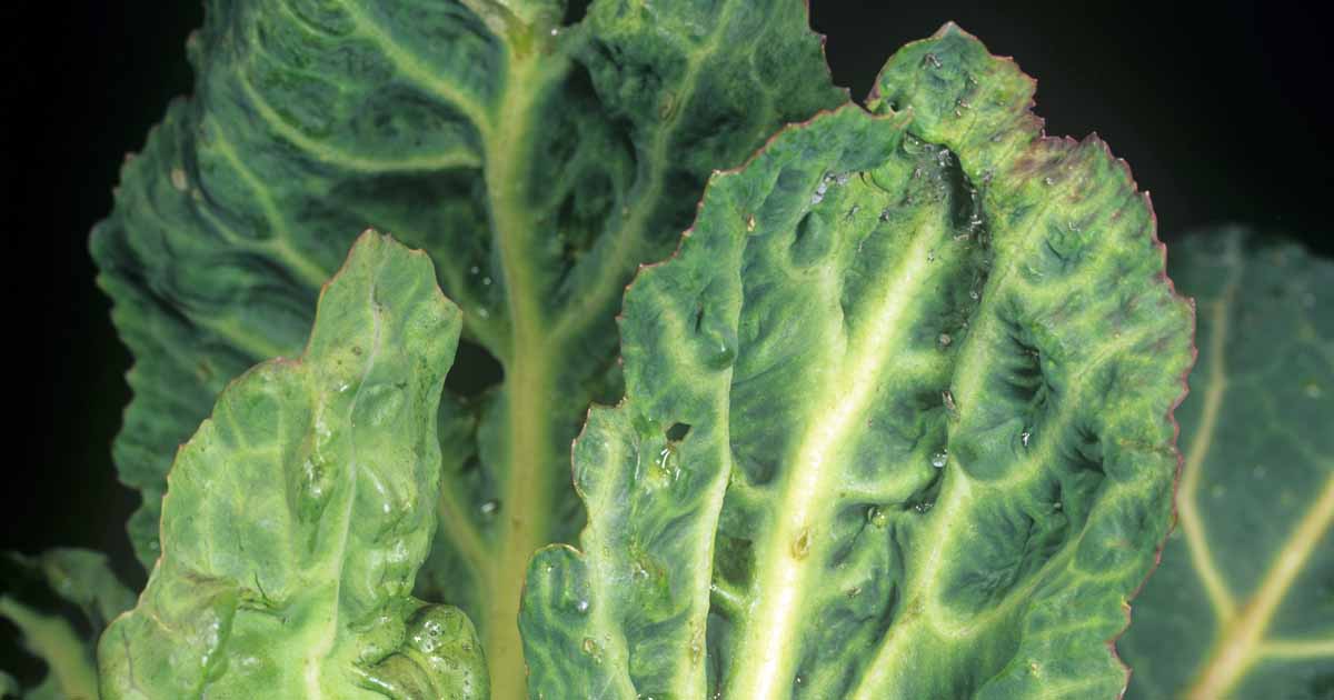 How to Control Turnip Mosaic Virus