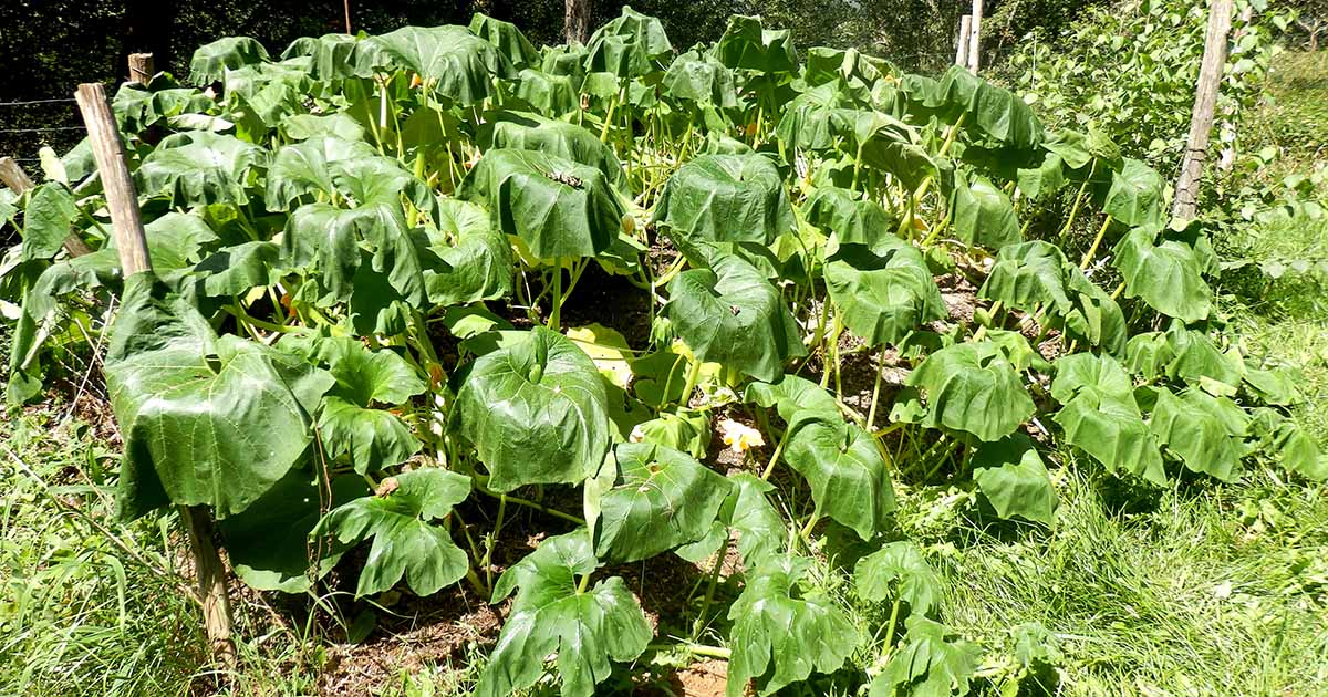 Why Is My Pumpkin Plant Wilting? Troubleshooting Tips