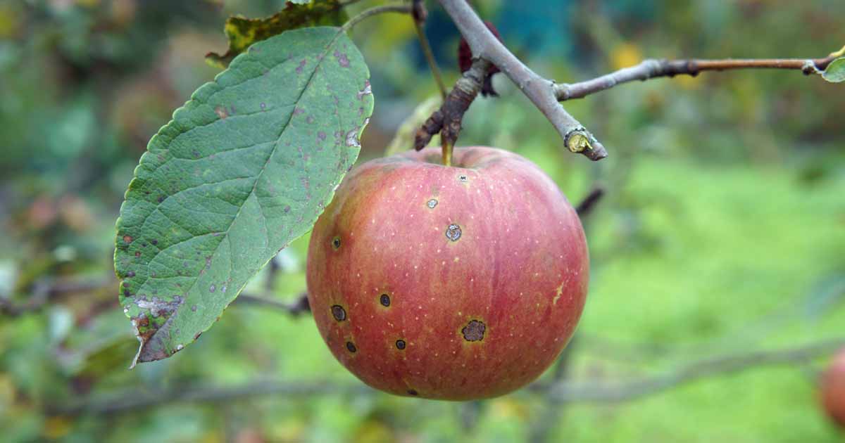 How to Identify and Prevent Apple Cork Spot