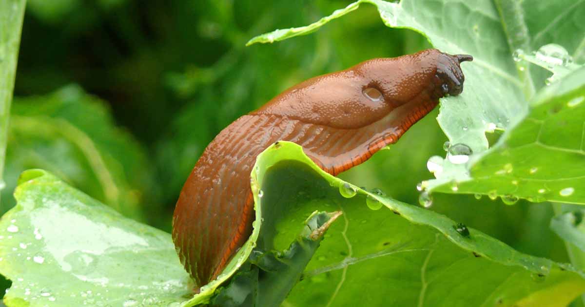 How to Keep Slugs Off Cabbage and Other Cole Crops