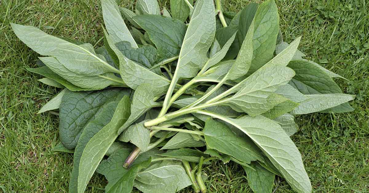 How to Make and Use Comfrey Tea Fertilizer