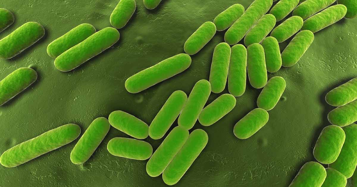 Controlling Plant Pathogens With the Biofungicide Bacillus Subtilis