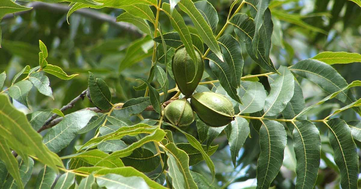 How to Identify and Treat Pecan Stem End Blight