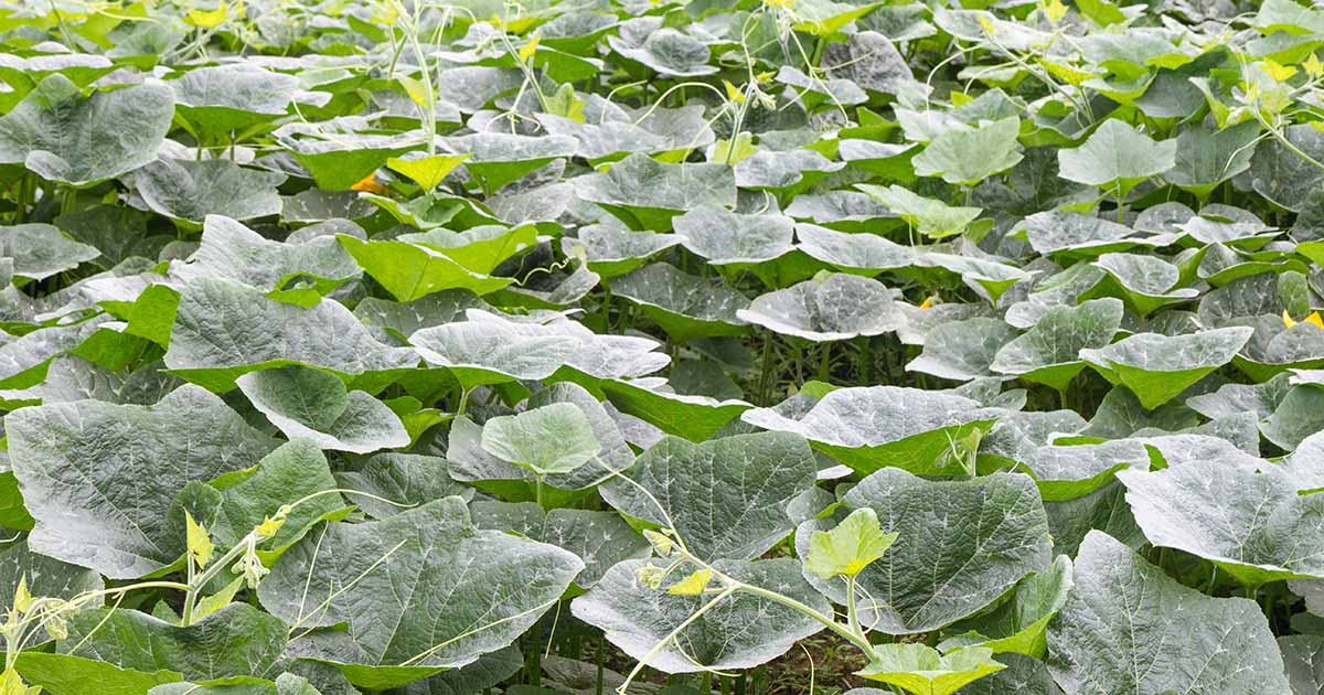 5 Reasons Your Pumpkin Vine Isn’t Blooming