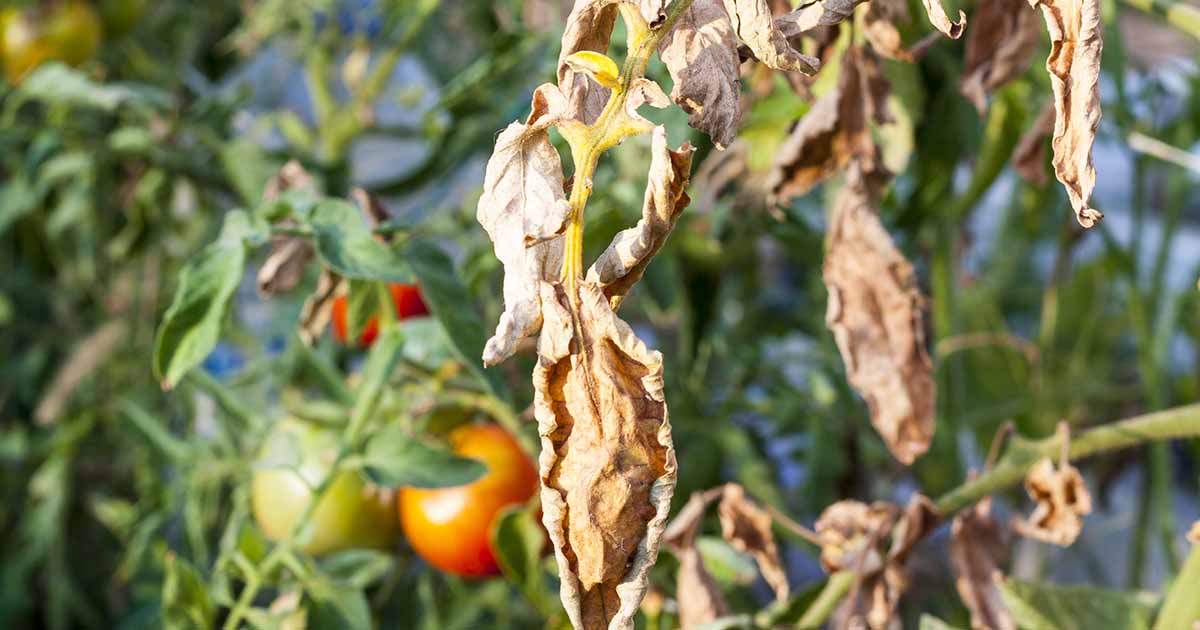 How to Prevent Southern Blight on Your Tomato Plants