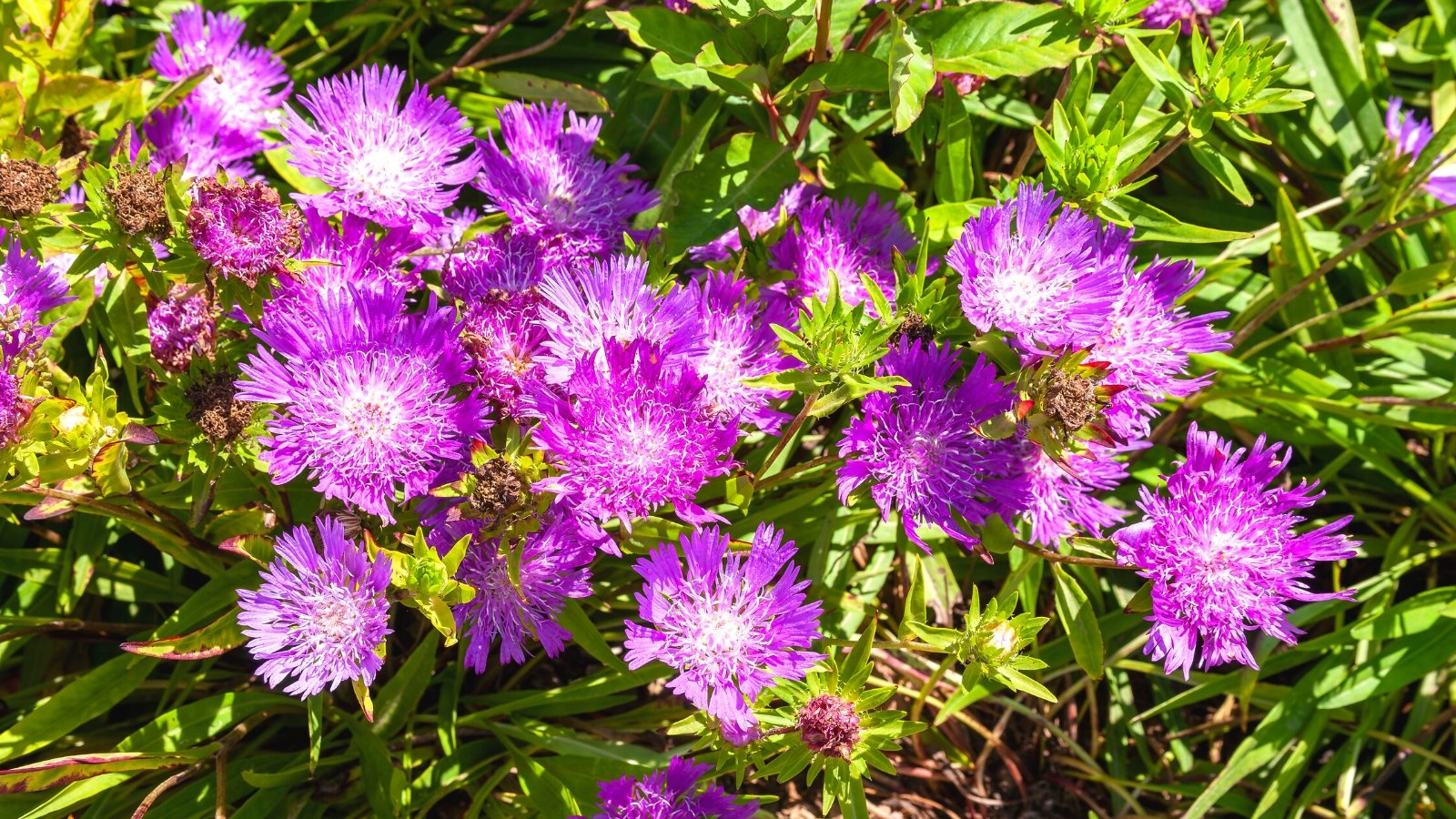 19 Perennial Companion Plants for Blazing Star Flowers