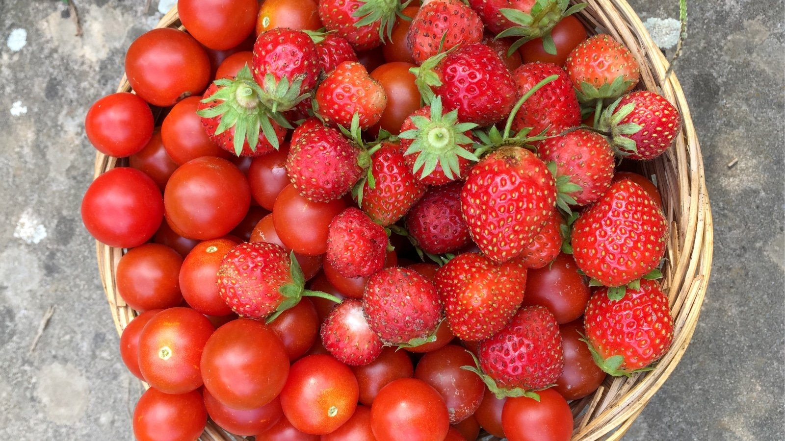 Can You Grow Tomato Plants and Strawberries Together?