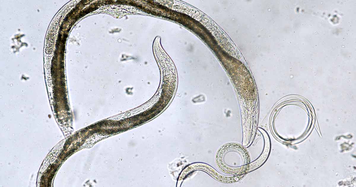 Use Beneficial Nematodes to Combat Insect Pests