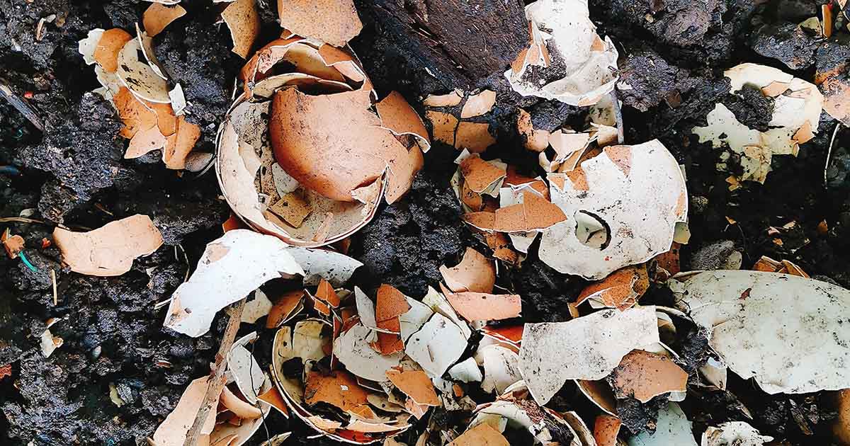 How to Use Eggshells in the Garden