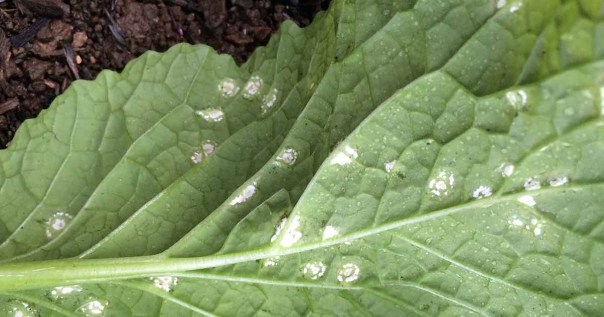 How to Identify and Prevent White Rust on Turnip