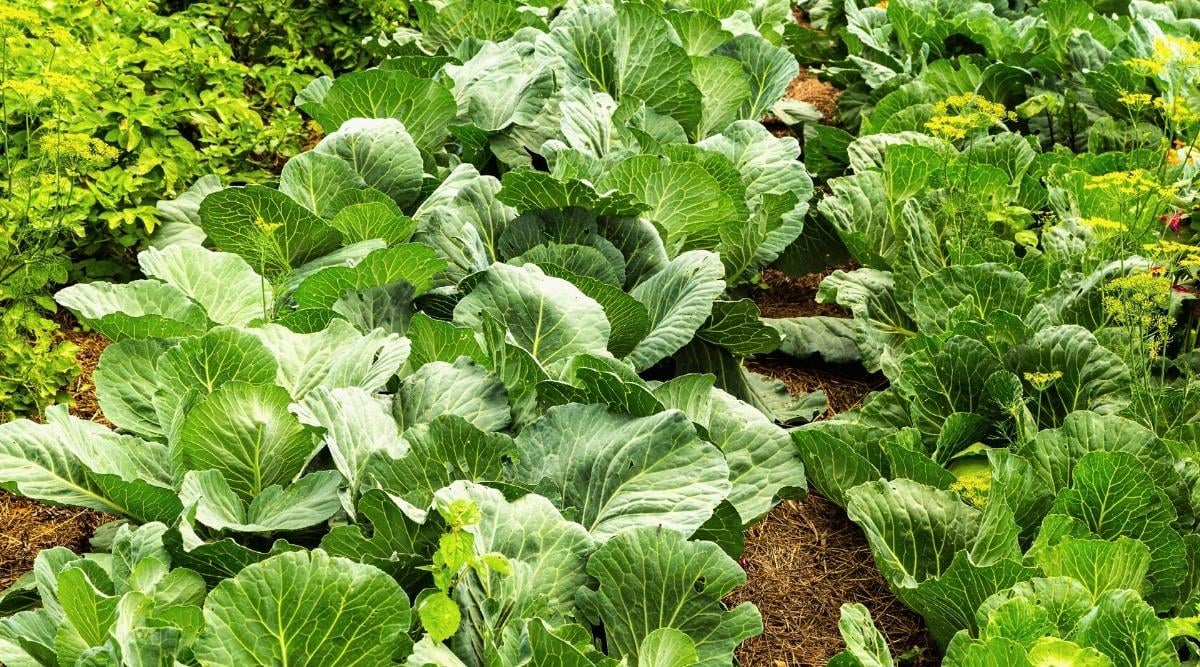 21 Cabbage Companion Plants You Can Grow With Cabbage