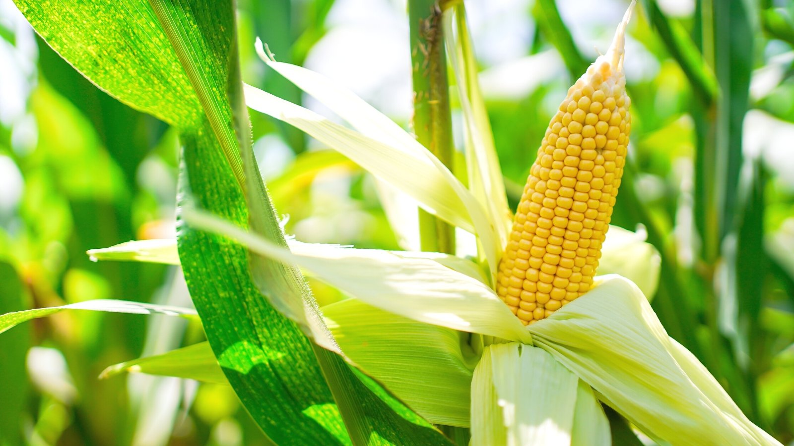 17 Companion Plants to Grow With Corn