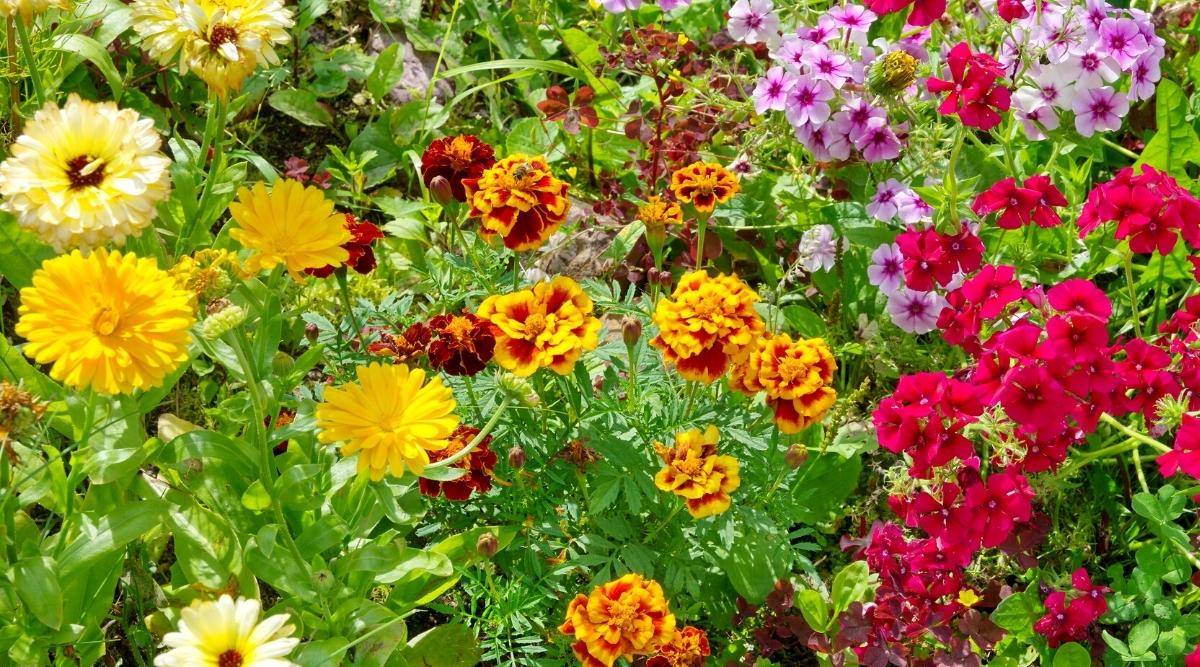 27 Plants to Grow With Marigolds