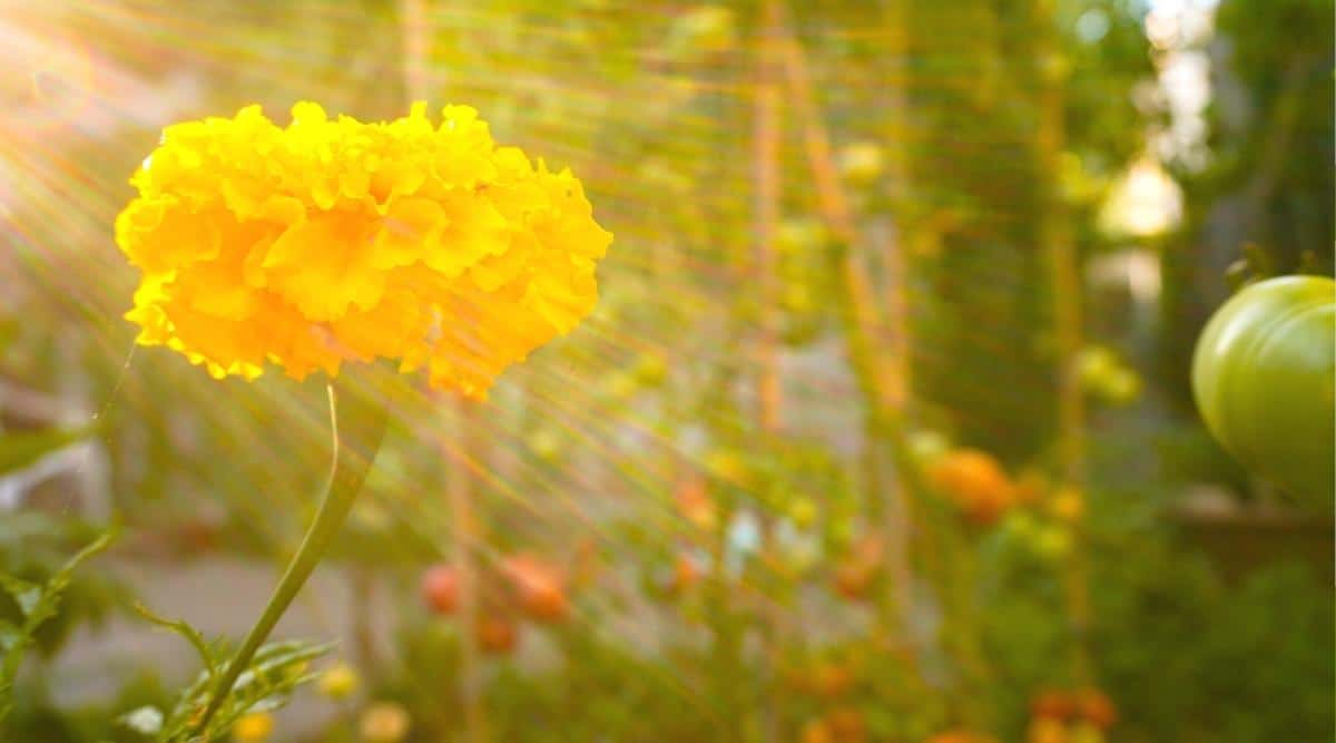 Can You Plant Marigolds With Tomatoes?