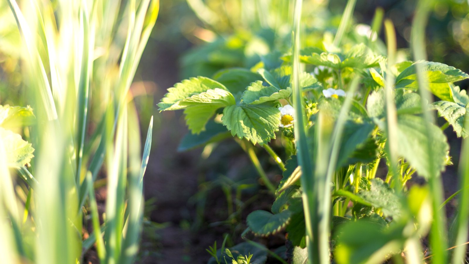 13 Perennials You Should Never Plant Next to Each Other