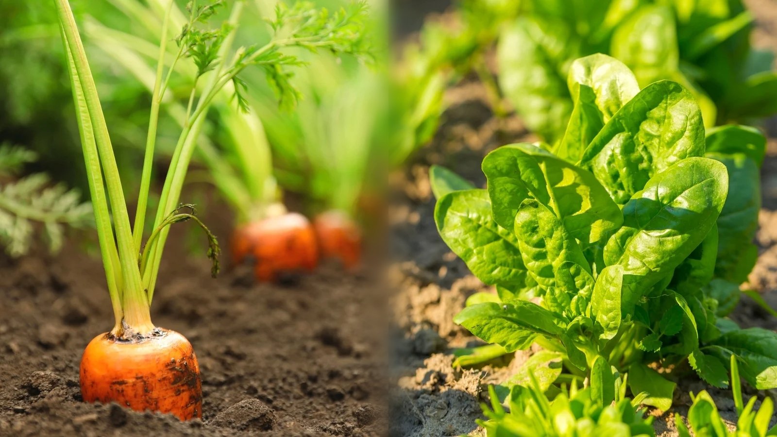 Can You Plant Spinach With Carrots?